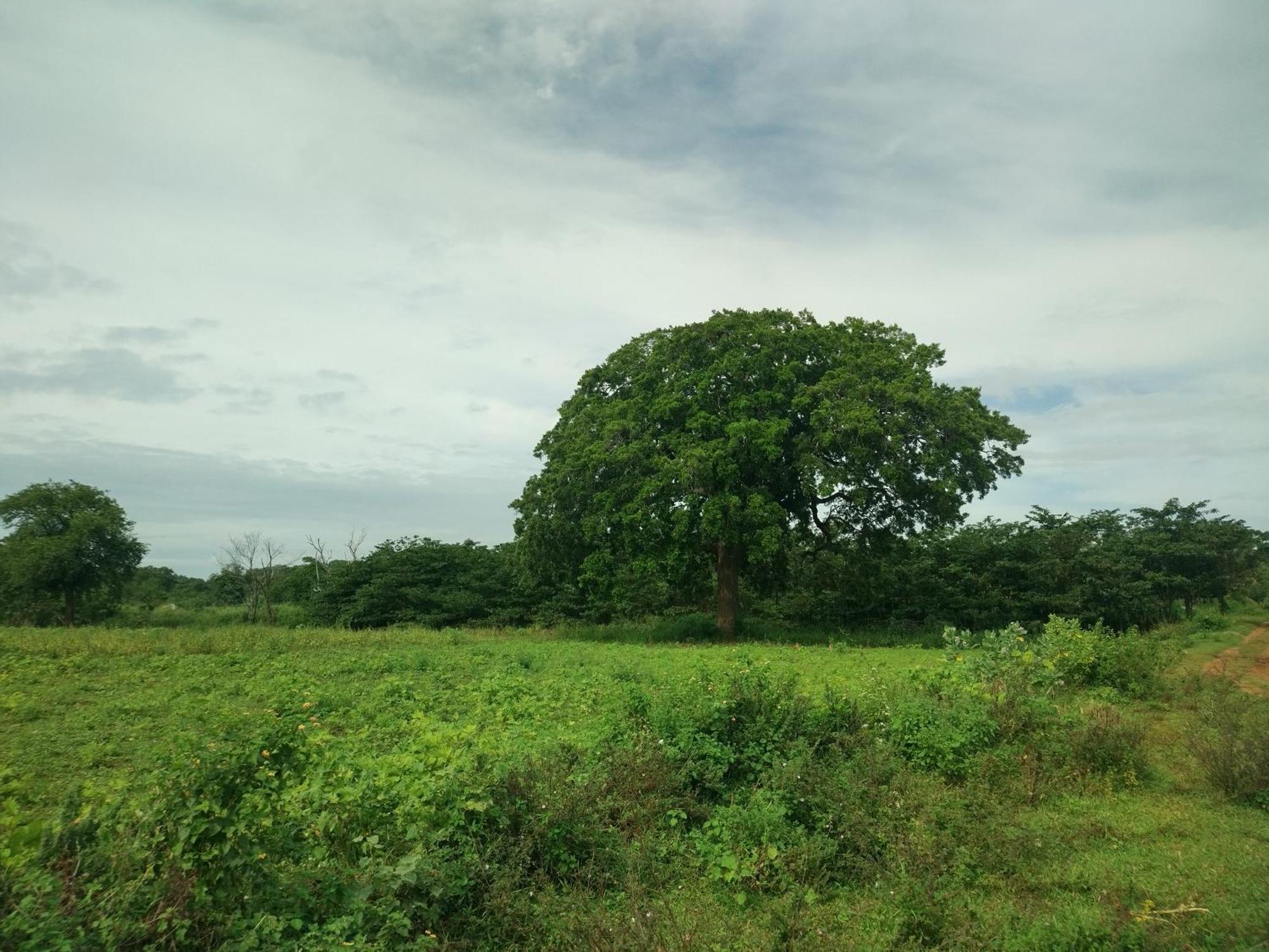 Nature Kingdom Botanical Garden Villa Hambegamuwa Exterior photo