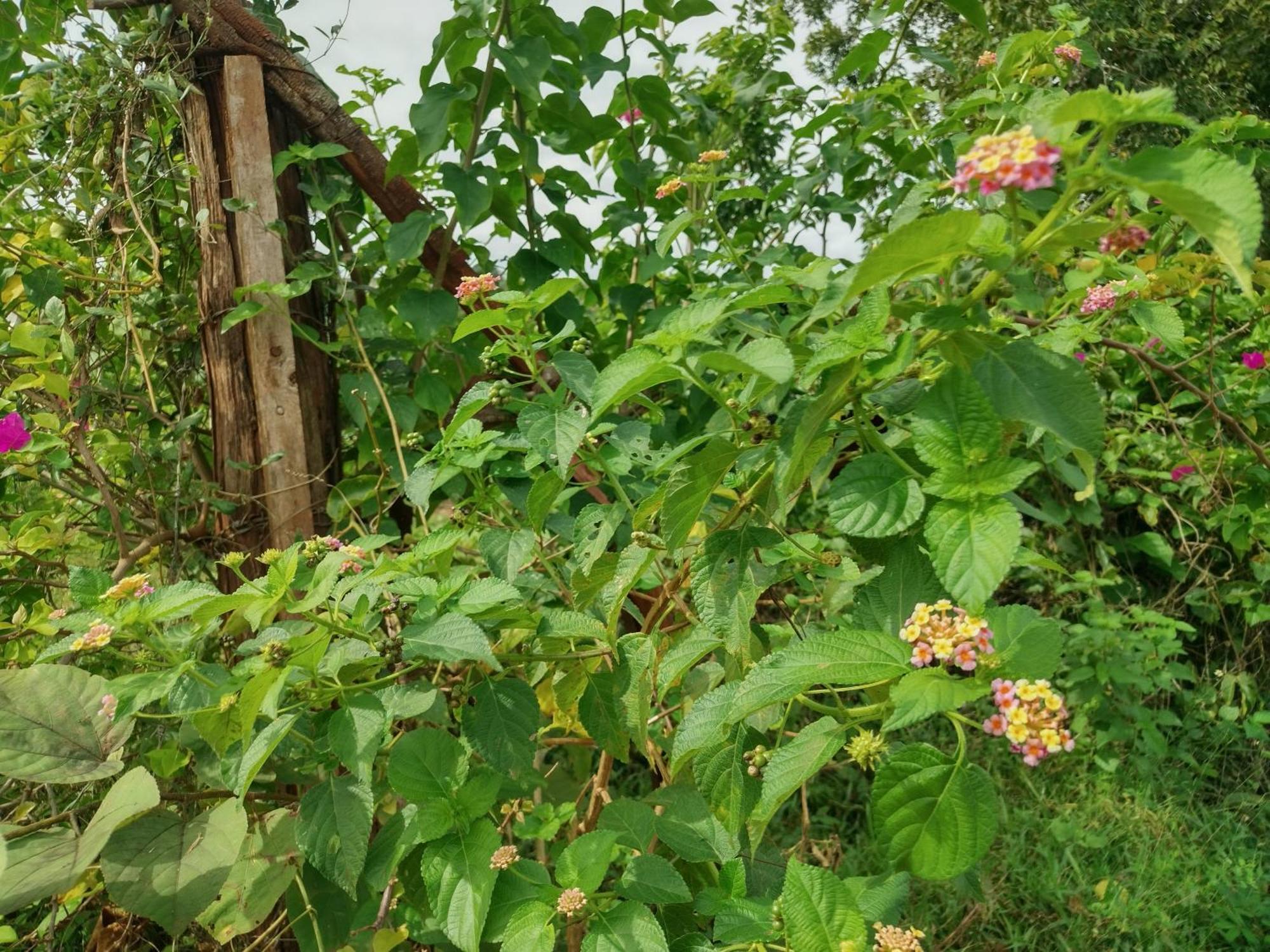 Nature Kingdom Botanical Garden Villa Hambegamuwa Exterior photo