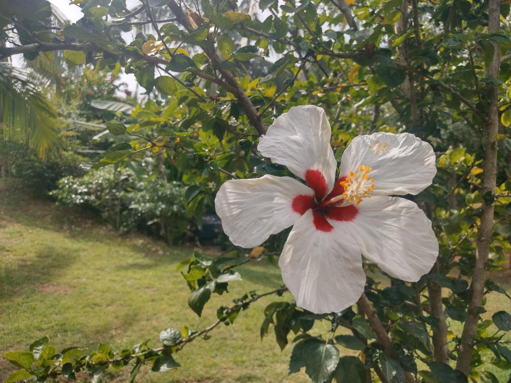 Nature Kingdom Botanical Garden Villa Hambegamuwa Exterior photo