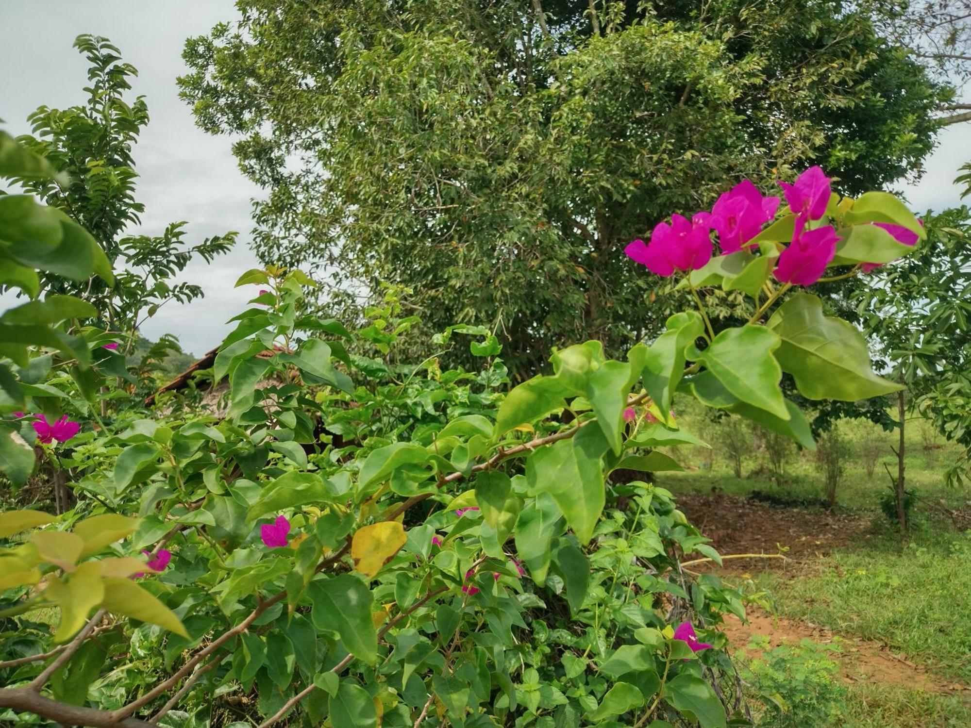 Nature Kingdom Botanical Garden Villa Hambegamuwa Exterior photo