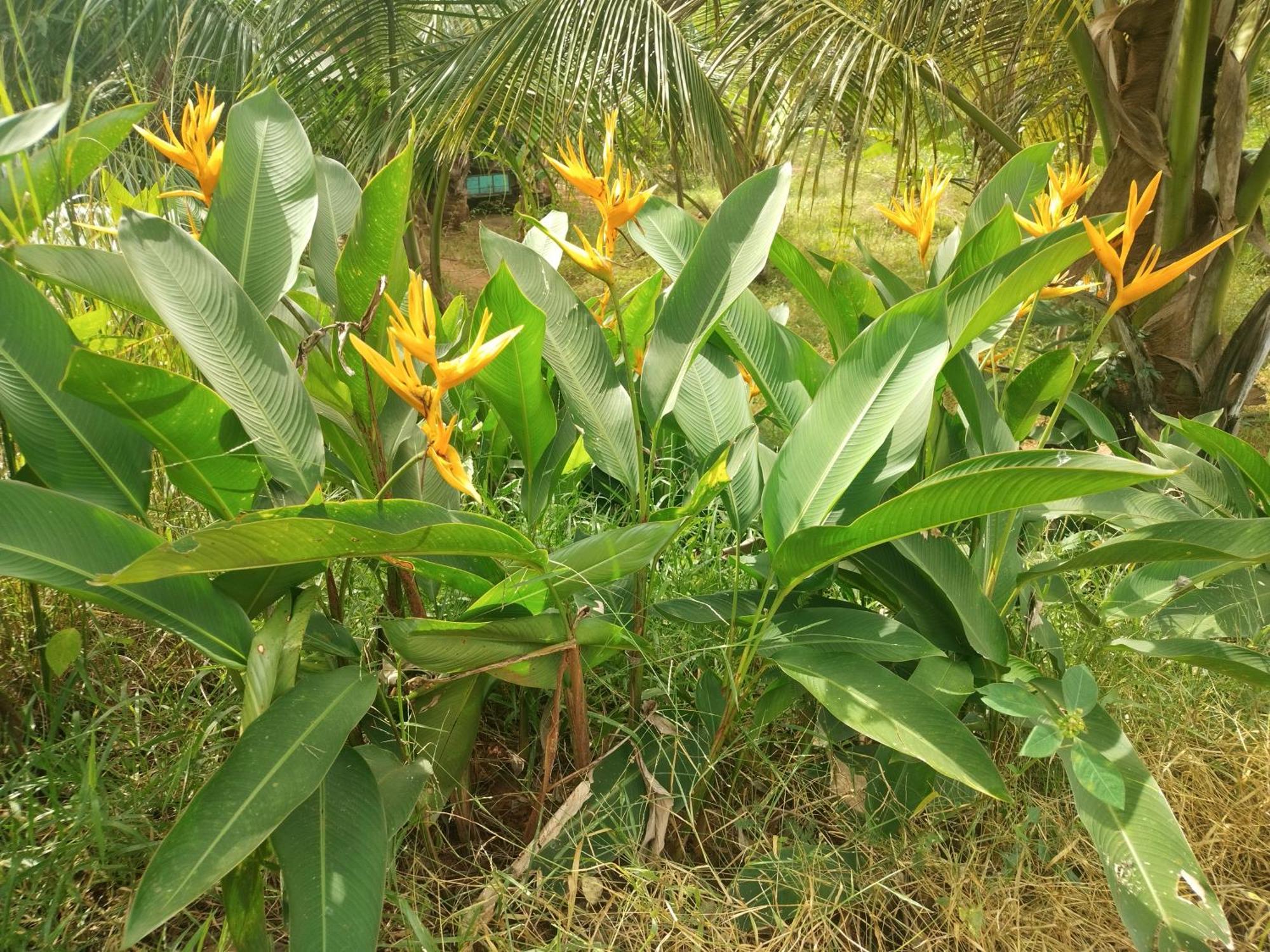 Nature Kingdom Botanical Garden Villa Hambegamuwa Exterior photo